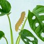 Bugs Plant Decorations Set Of Three Damselfly, Grasshopper, Caterpillar, thumbnail 4 of 4