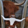 Large Texas Longhorn 30cm Cow With Personalised Heart, thumbnail 12 of 12
