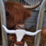 Large Texas Longhorn Highland 30cm Cow With Personalised Heart, thumbnail 12 of 12