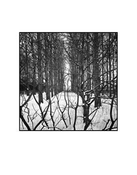 Treeline, Beccles, Suffolk Photographic Art Print, 3 of 4