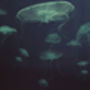 Underwater Ballet Jellyfish Sea Print, thumbnail 2 of 3