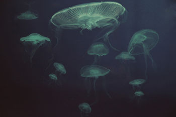 Underwater Ballet Jellyfish Sea Print, 2 of 3