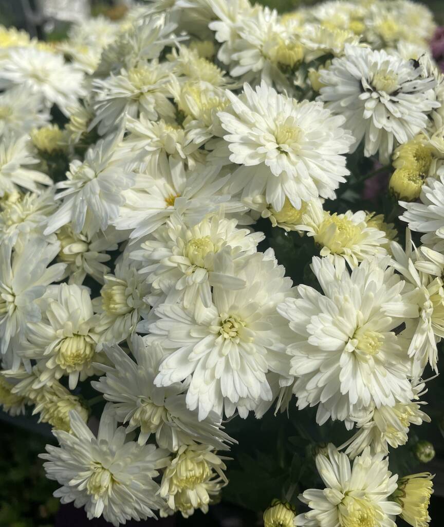 White Chrysanthemum Plants, Full Plants In One L Pots