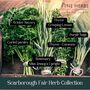 Scarborough Fair Herb Collection, thumbnail 2 of 10