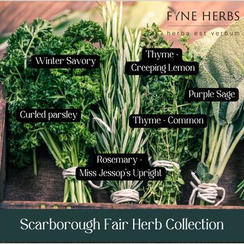 Scarborough Fair Herb Collection, 2 of 10