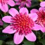Dahlia Dalina Maxi Starburst Pink Pot3.2 L, thumbnail 5 of 5