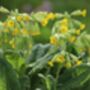 Primula Veris 'Wild Cowslip' In A One Litre Pot, thumbnail 9 of 9