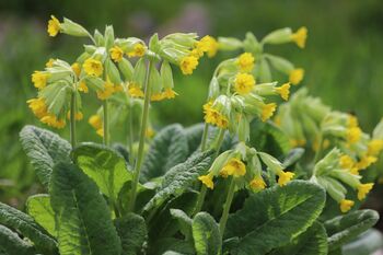 Primula Veris 'Wild Cowslip' In A One Litre Pot, 9 of 9