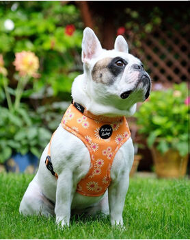 Orange Daisies Dog Collar, 3 of 6