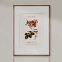 Birth Flower Wall Print 'Rose' For June, thumbnail 6 of 9