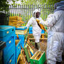 Yorkshire Beekeeping Experience, thumbnail 6 of 8