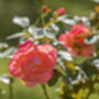 Hybrid Tea Rose 'Silver Jubilee' Plant In 5 L Pot, thumbnail 2 of 6