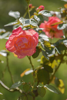 Hybrid Tea Rose 'Silver Jubilee' Plant In 5 L Pot, 2 of 6
