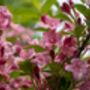 Weigela Plants 'Florida Purpurea', thumbnail 4 of 6