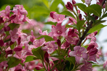 Weigela Plants 'Florida Purpurea', 4 of 6