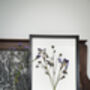 Wild Fade Original Pressed Flower Art In A3 Black Frame, thumbnail 6 of 8