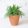 Terracotta Plant Pots Set Of Three Tapered, thumbnail 3 of 6