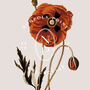 Birth Flower Wall Print 'Poppy' For August, thumbnail 9 of 9
