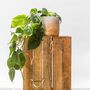 Philodendron Scandens Hanging Plant With Handmade Pot, thumbnail 4 of 5