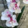 White Artificial Silk Orchid Pink Pot Mothers Day Gift, thumbnail 4 of 6