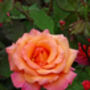 Famous Named Rose Tina Turner, Plant Gift, thumbnail 2 of 2