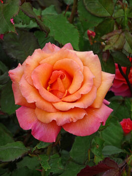 Famous Named Rose Tina Turner, Plant Gift, 2 of 2