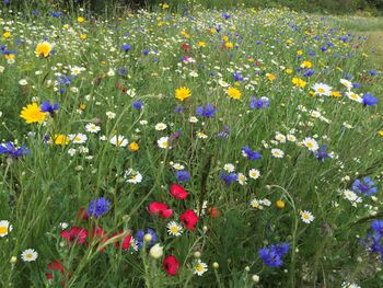 25 Personalised Wildflower Seed Ball Gifts, 12 of 12
