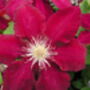 Clematis Rebecca, Personalised Plant Gift, thumbnail 1 of 2
