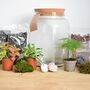 Diy Terrarium Kit With Plants X3 Birthday Plant Gift, thumbnail 5 of 8