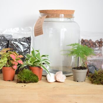 Diy Terrarium Kit With Plants X3 Birthday Plant Gift, 5 of 8