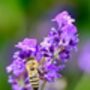 Lavender Plants 'Hidcote' In A One Litre Pot, thumbnail 7 of 10