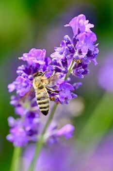 Lavender Plants 'Hidcote' In A One Litre Pot, 7 of 10
