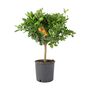 Citrus Calamondin Orange Tree In Decorative Pot, thumbnail 2 of 5