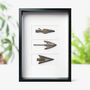 Roman Arrowhead Trio Authentic Human Artefact Frame, thumbnail 1 of 5