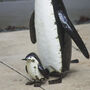 Recycled Metal Penguin Set Penguin And Penguin Chick, thumbnail 1 of 2