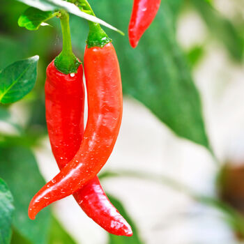 Chilli Pepper 'Apache' One X 9cm Pot Plant, 2 of 5