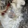 Customisable Dog Tag, Pet ID Tag With Pet Portrait, thumbnail 2 of 5