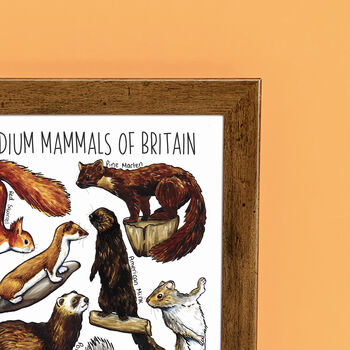 Medium Mammals Of Britain Wildlife Print, 7 of 7