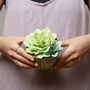 Paper Succulent Making Letterbox Gift Set, thumbnail 9 of 11