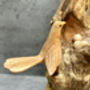 Hand Carved Wooden Nesting Birds Ornament, thumbnail 8 of 12