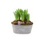 Hyacinth Planted Trough – 5 Fragrant Spring Bulbs In Metal, thumbnail 4 of 5