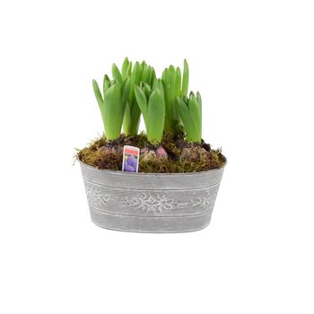 Hyacinth Planted Trough – 5 Fragrant Spring Bulbs In Metal, 4 of 5