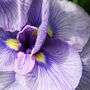 'Purples' Photography Assorted Pack Of Cards, thumbnail 6 of 10