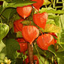 Grow Your Own Tropical Flower Garden Paradise Gift Set, thumbnail 6 of 9
