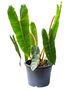 Houseplant Philodendron 'Billietiae' In 13cm Pot, thumbnail 1 of 5