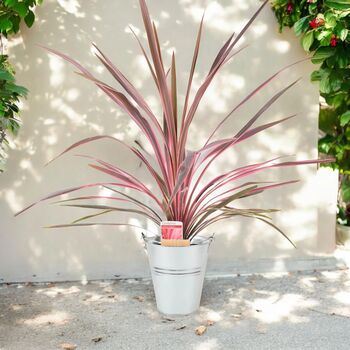 Cordyline Southern Splendour – Pink And Green Foliage, 7 of 7