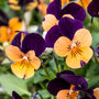 Flowers Viola 'Fireworks Mix' 20 X Plant Pack, thumbnail 4 of 6