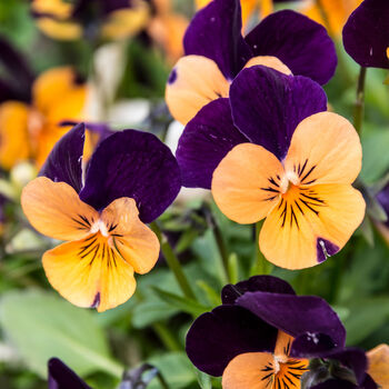 Flowers Viola 'Fireworks Mix' 20 X Plant Pack, 4 of 6