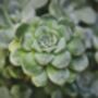 Sedum Plants 'Cape Blanco', thumbnail 5 of 6