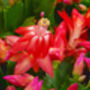 Christmas Cactus Red Caribbean Dancer Three X 13cm Pots, thumbnail 2 of 6